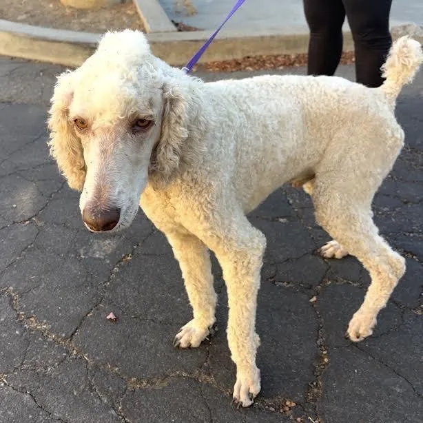 A young medium-sized male White / Cream Standard Poodle dog named Mikey for adoption in Sonoma, CA