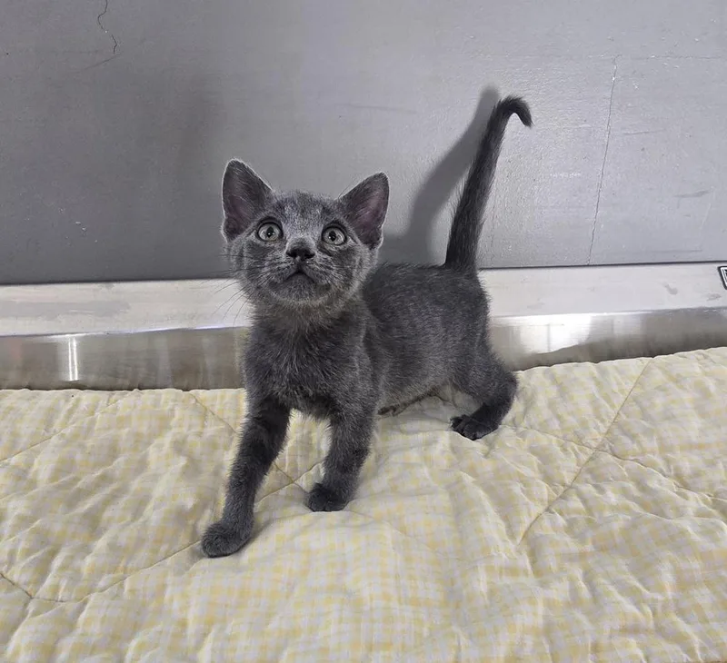 A baby small-sized male Gray / Blue / Silver Domestic Medium Hair cat named Quill for adoption in Dickson, TN