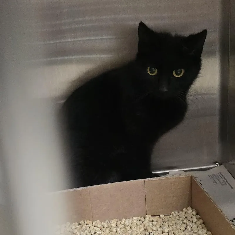 A young medium-sized male Black Domestic Short Hair cat named Hoover for adoption in Orange, VA