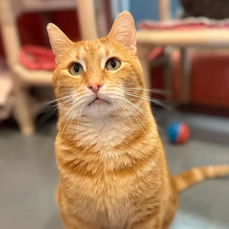 An adult medium-sized male Domestic Short Hair cat named Trucker for adoption in South Bend, IN