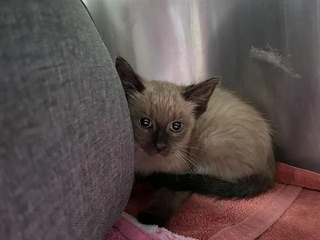 A baby small-sized female Siamese cat named A for adoption in Alameda, CA