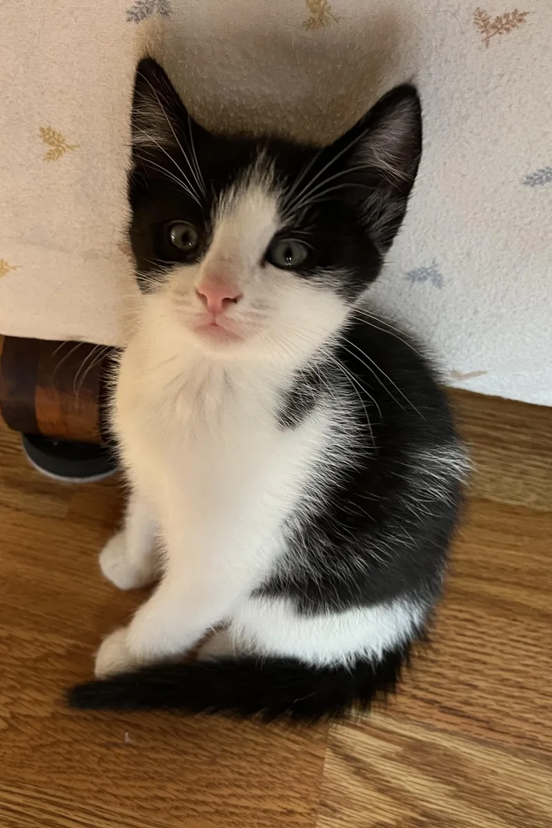 A baby medium-sized male Black & White / Tuxedo Domestic Short Hair cat named Thomas for adoption in Tomah, WI