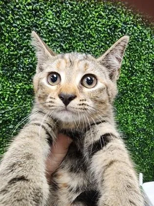 A baby small-sized female Domestic Short Hair cat named Pebbles $ @ Petsmart for adoption in Seneca, SC