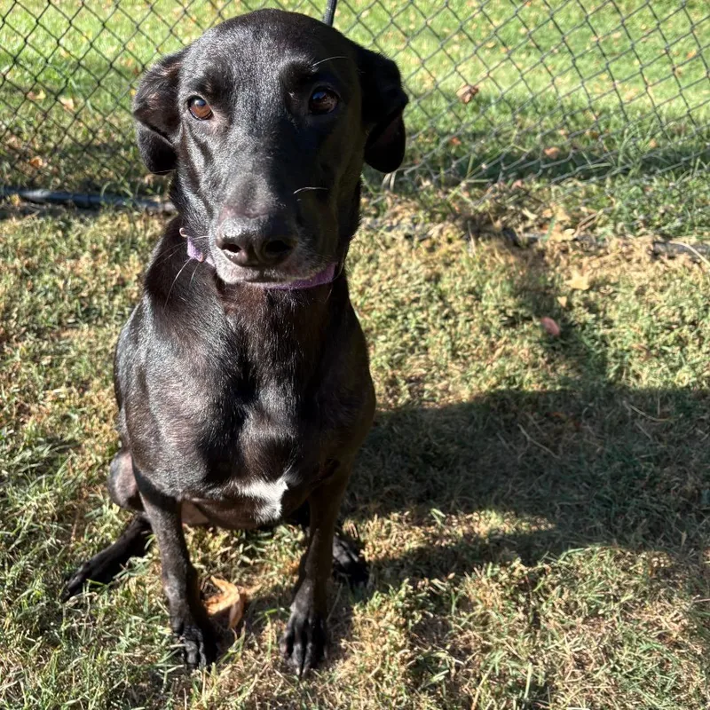 An adult large-sized female Labrador Retriever dog named Jasmine for adoption in Cabot, AR