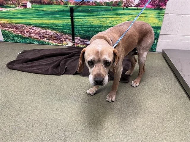 An adult medium-sized male Beagle dog named Toasty for adoption in Moreno Valley, CA