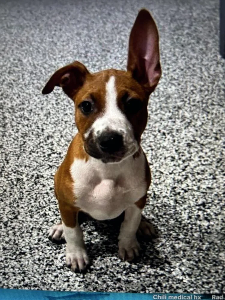 A baby small-sized male White / Cream Beagle dog named Pepper for adoption in Colorado Springs, CO