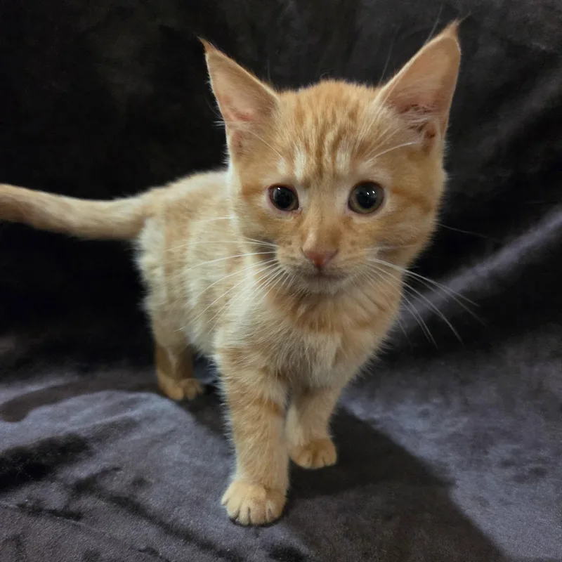 A baby medium-sized female Orange / Red Domestic Short Hair cat named Mocha for adoption in Baytown, TX