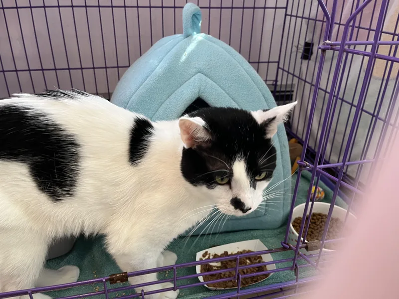 Double Stuf thumbnail 2