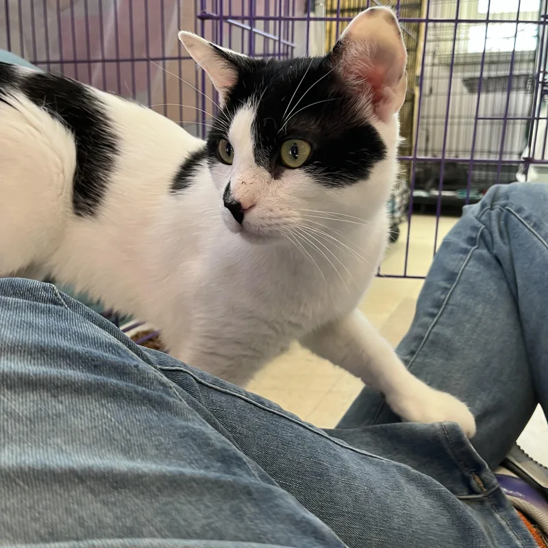 Double Stuf thumbnail 3