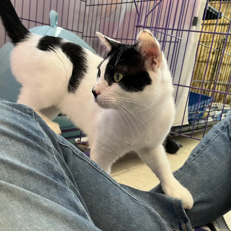 Double Stuf thumbnail 4