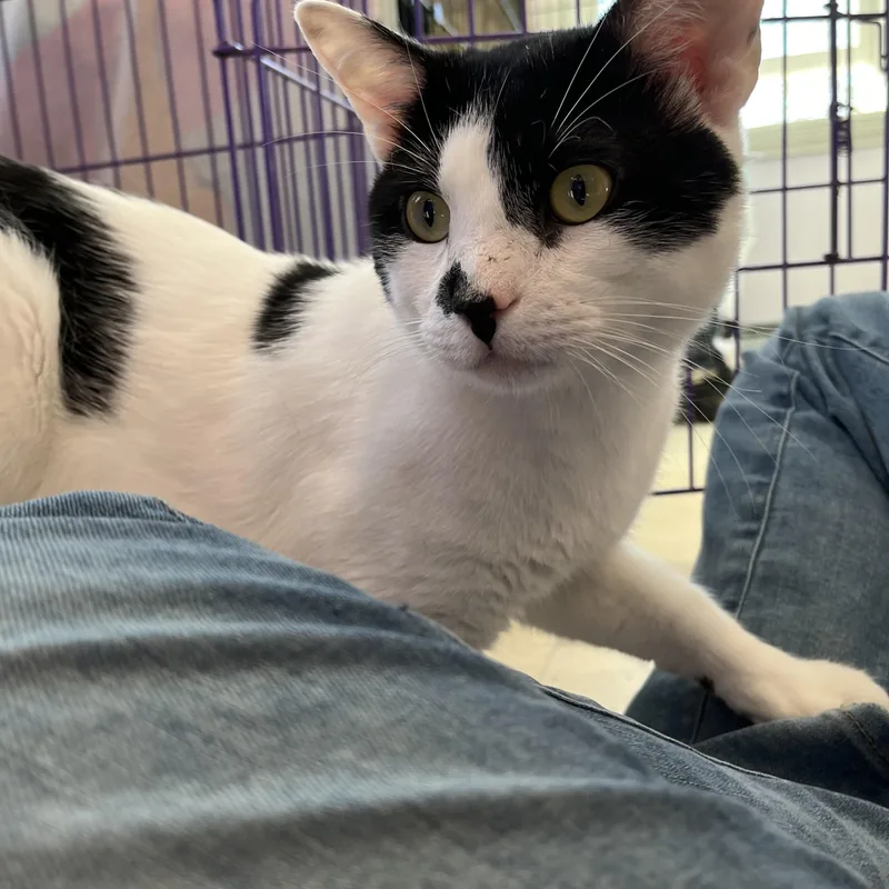 Double Stuf thumbnail 5