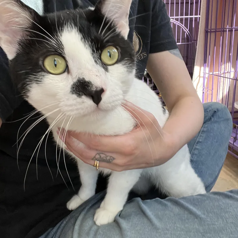An adult medium-sized male Black & White / Tuxedo Domestic Short Hair cat named Double Stuf for adoption in Salisbury, MA