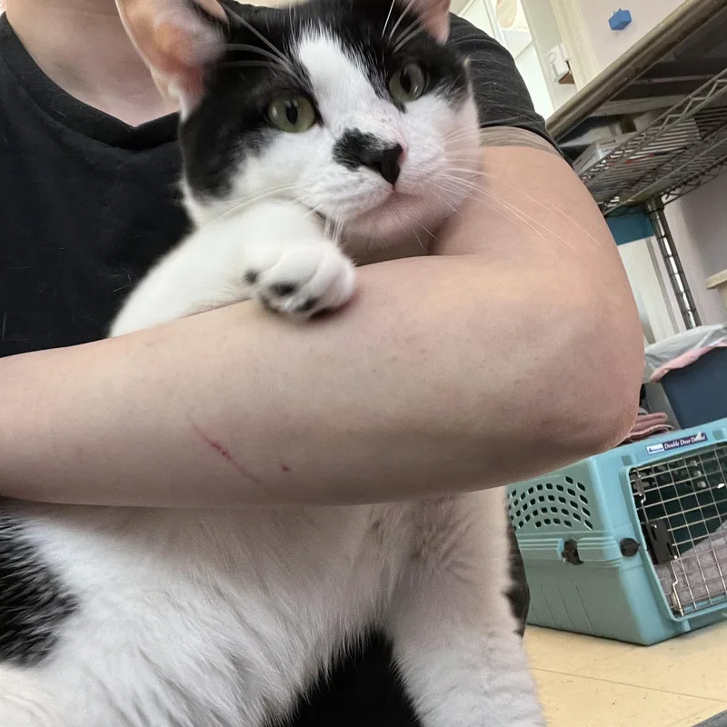 Double Stuf thumbnail 6