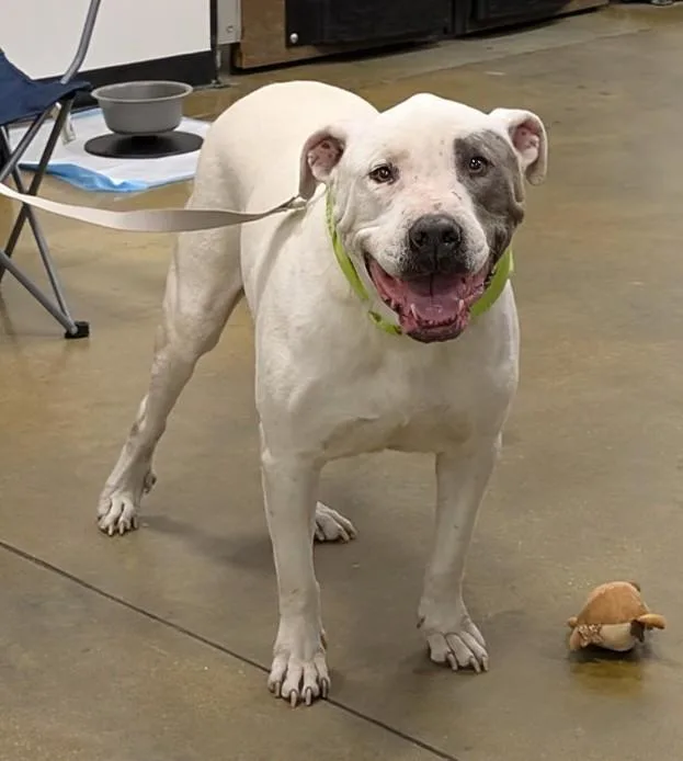 An adult medium-sized male Mixed Breed dog named Baloo for adoption in Florence, SC