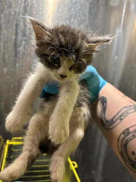 A baby small-sized male Domestic Medium Hair cat named Aang for adoption in San Antonio, TX
