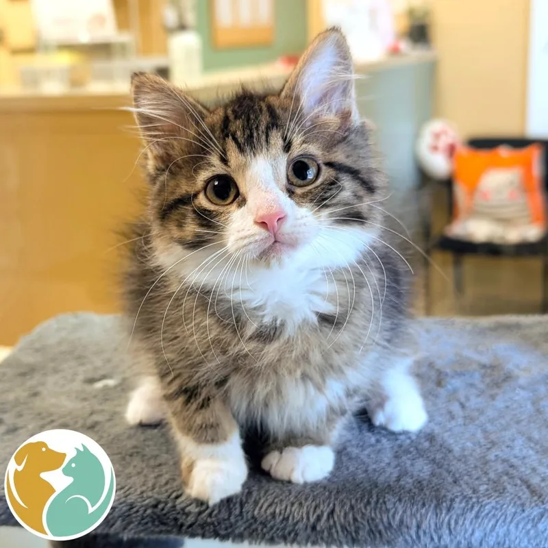 A baby small-sized male Brown / Chocolate Domestic Medium Hair cat named Hashbrown for adoption in Toledo, OH