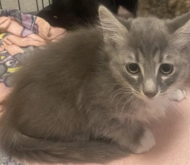 A baby small-sized male Domestic Medium Hair cat named Unknown for adoption in Rancho Cucamonga, CA