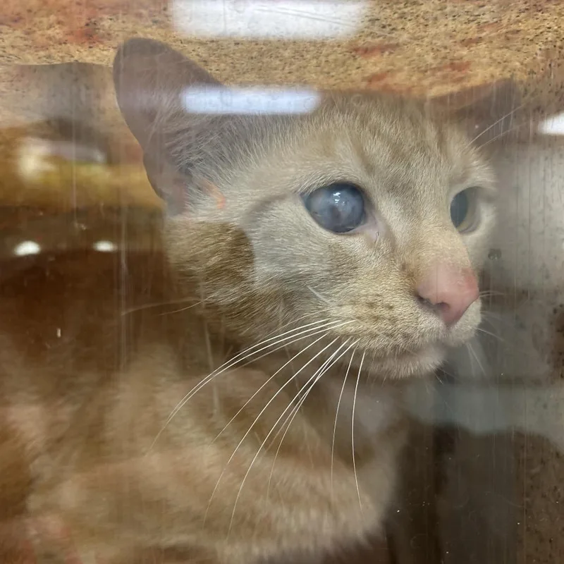 An adult large-sized male Orange / Red Domestic Short Hair cat named Torch for adoption in Philadelphia, PA