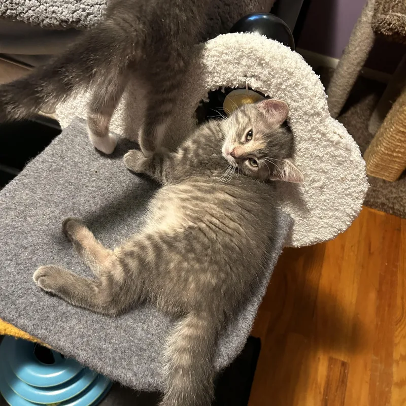 A baby small-sized female Lilac Point Domestic Short Hair cat named Lavender for adoption in Warminster, PA