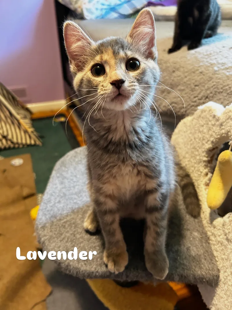 Lavender thumbnail 2