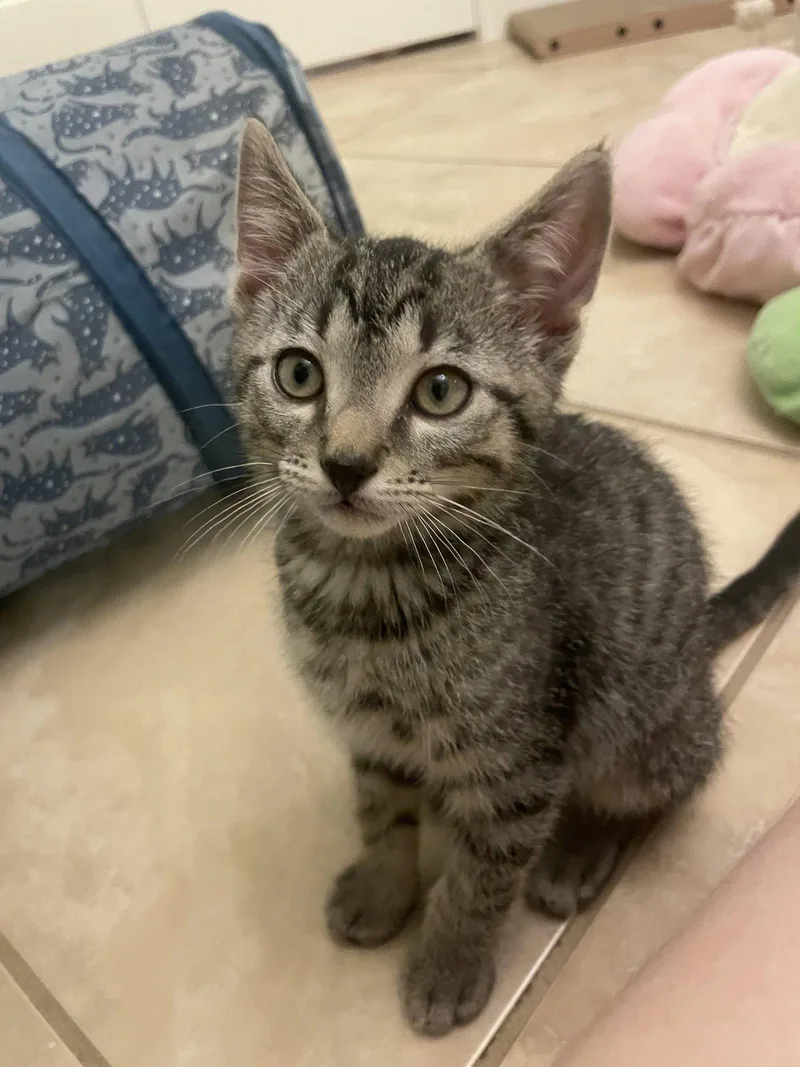 Wilbur