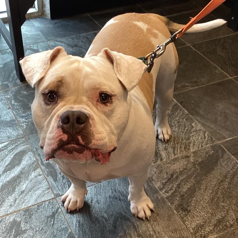 An adult large-sized male White / Cream Terrier dog named Rocket for adoption in Tampa, FL