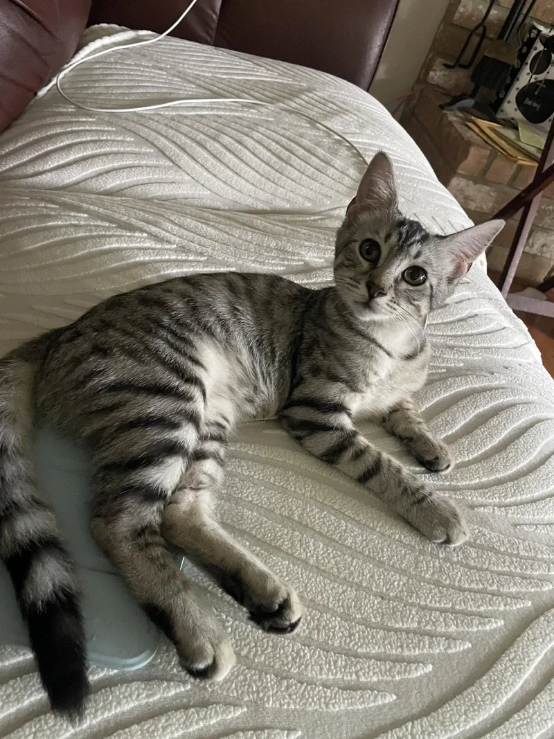 A baby medium-sized female Tabby cat named Zuri for adoption in MONTGOMERY, TX