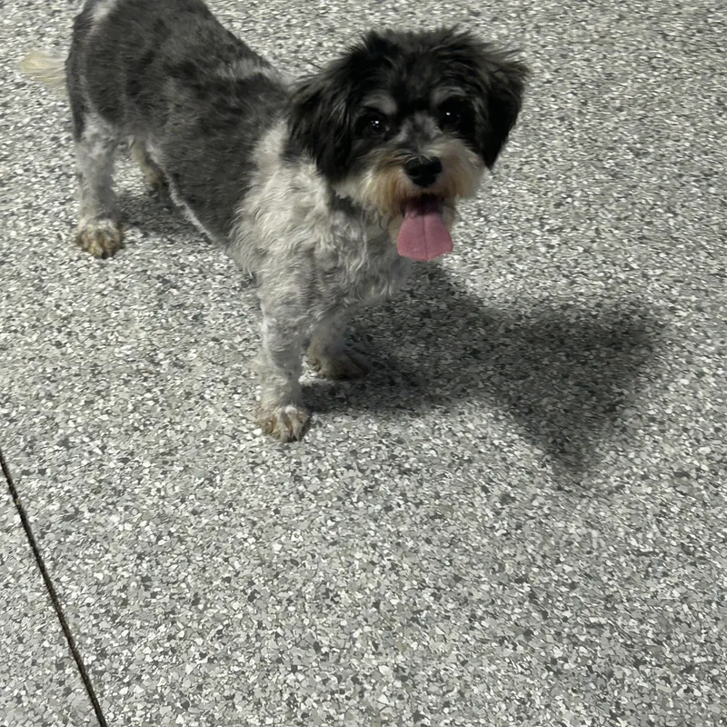 An adult small-sized female Black Yorkshire Terrier dog named One happy dog for adoption in Antwerp, OH