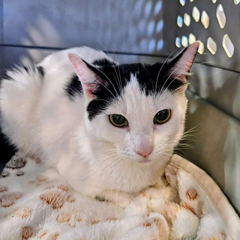 An adult small-sized female Black Domestic Short Hair cat named Mama Bear for adoption in Las Vegas, NV
