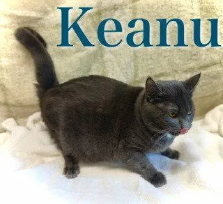 Keanu thumbnail 3