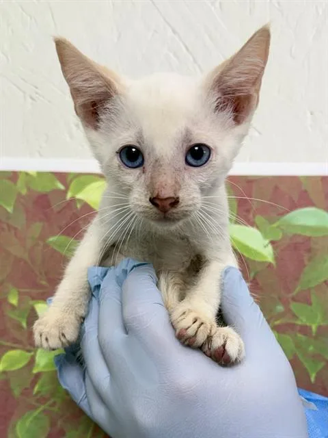 A baby small-sized male Domestic Short Hair cat named Joe for adoption in San Antonio, TX