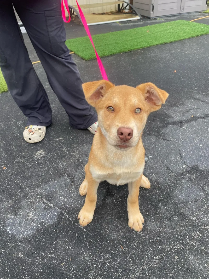 A young medium-sized female Husky dog named Polly for adoption in McDonough, GA
