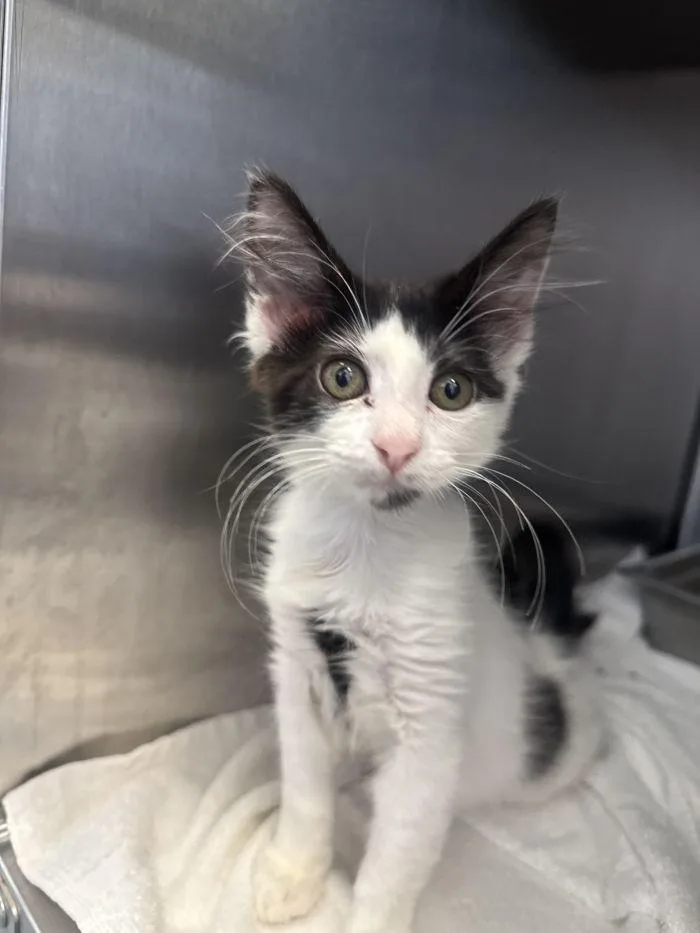 A young small-sized female Black & White / Tuxedo Domestic Medium Hair cat named Chell for adoption in Hilton Head Island, SC