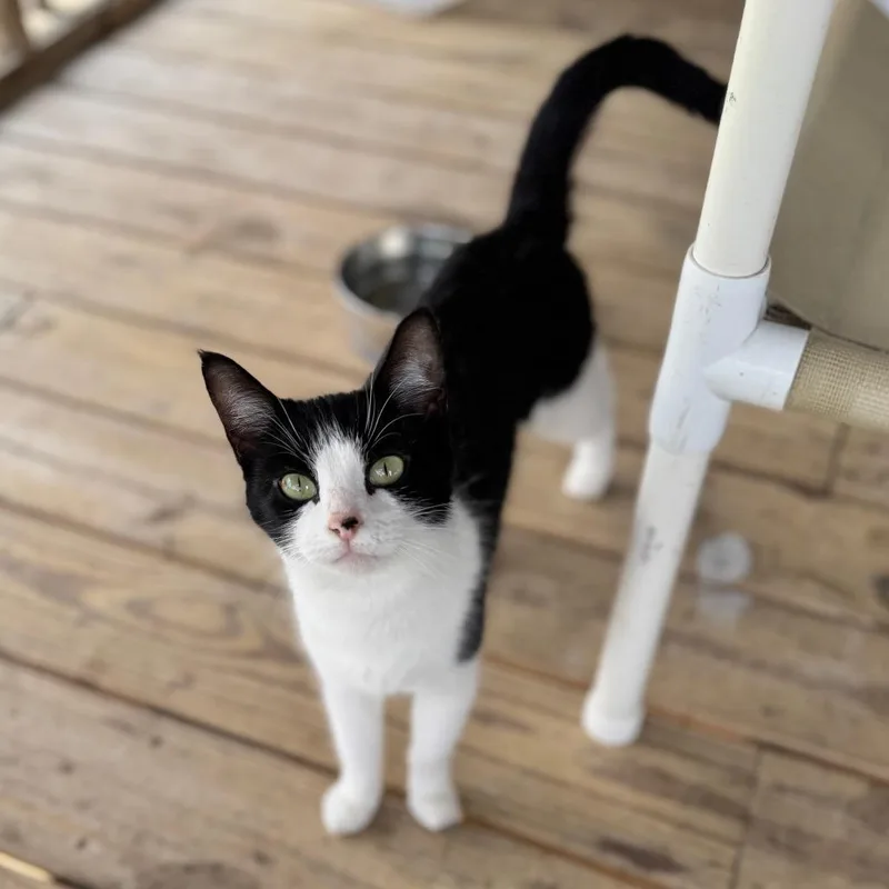 A young medium-sized female Black Domestic Short Hair cat named Popcorn for adoption in Brownsboro, AL