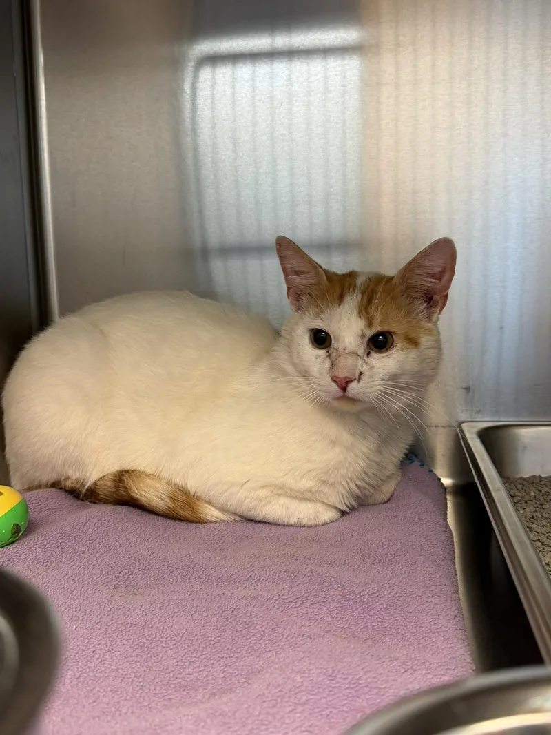 An adult medium-sized male White Domestic Short Hair cat named Charlie for adoption in Fremont, MI