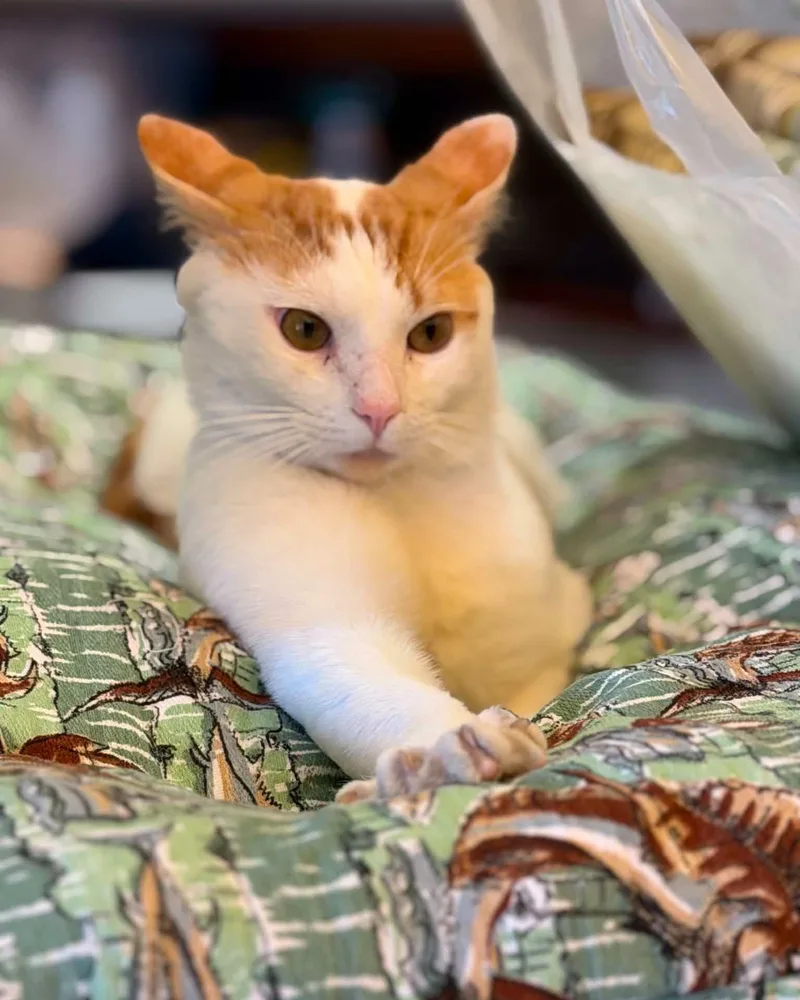 Charlie thumbnail 2