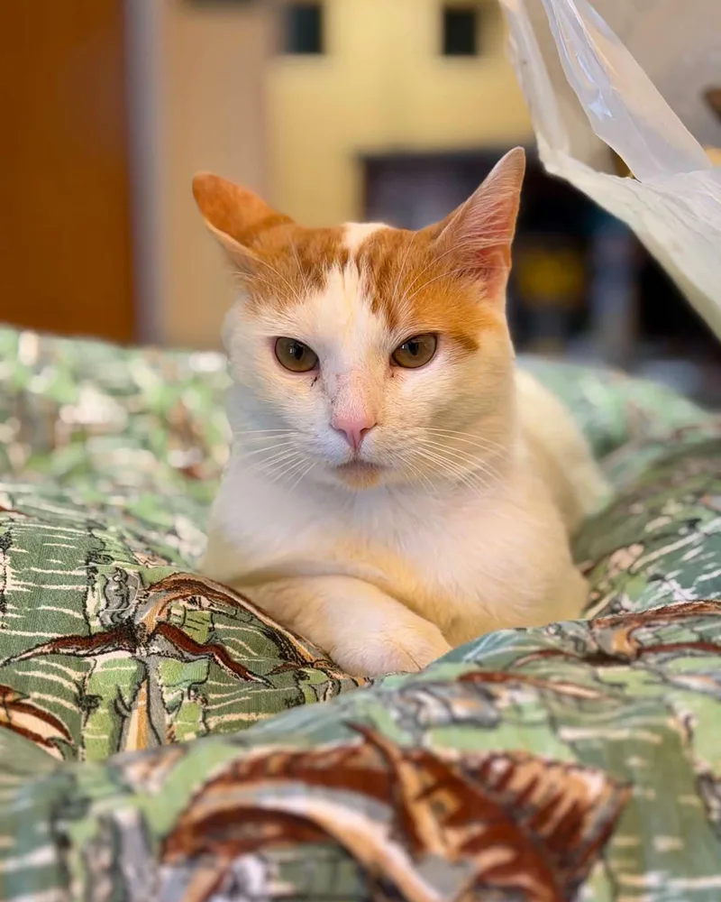 Charlie thumbnail 3