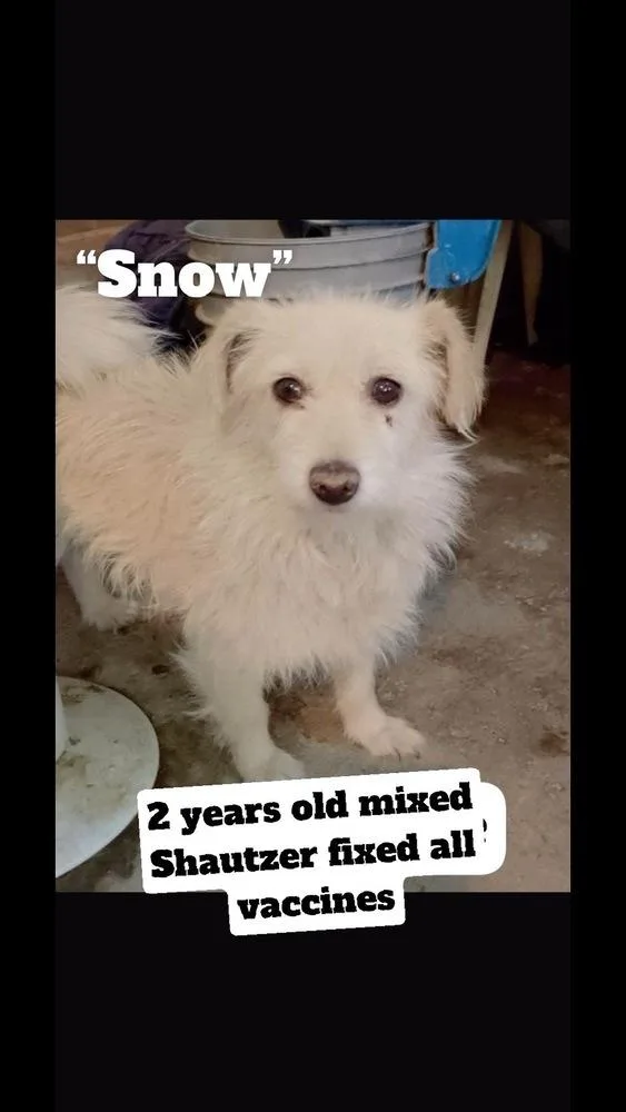 Snow