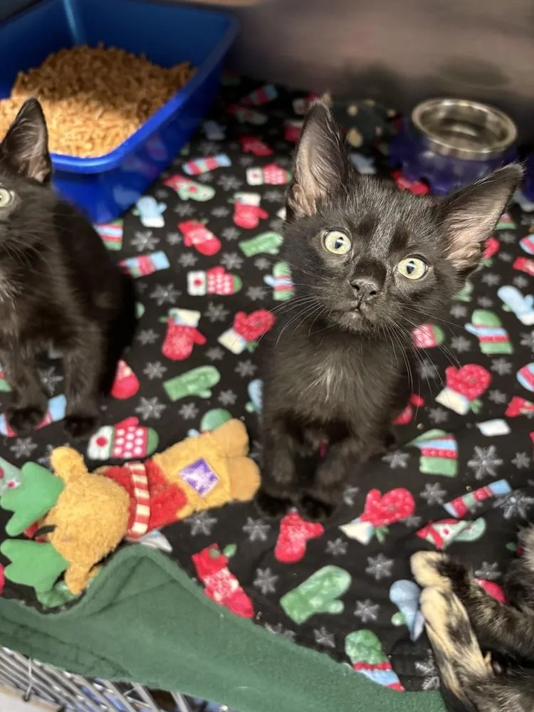 A baby small-sized male Black & White / Tuxedo Domestic Short Hair cat named Tater for adoption in Salmon, ID