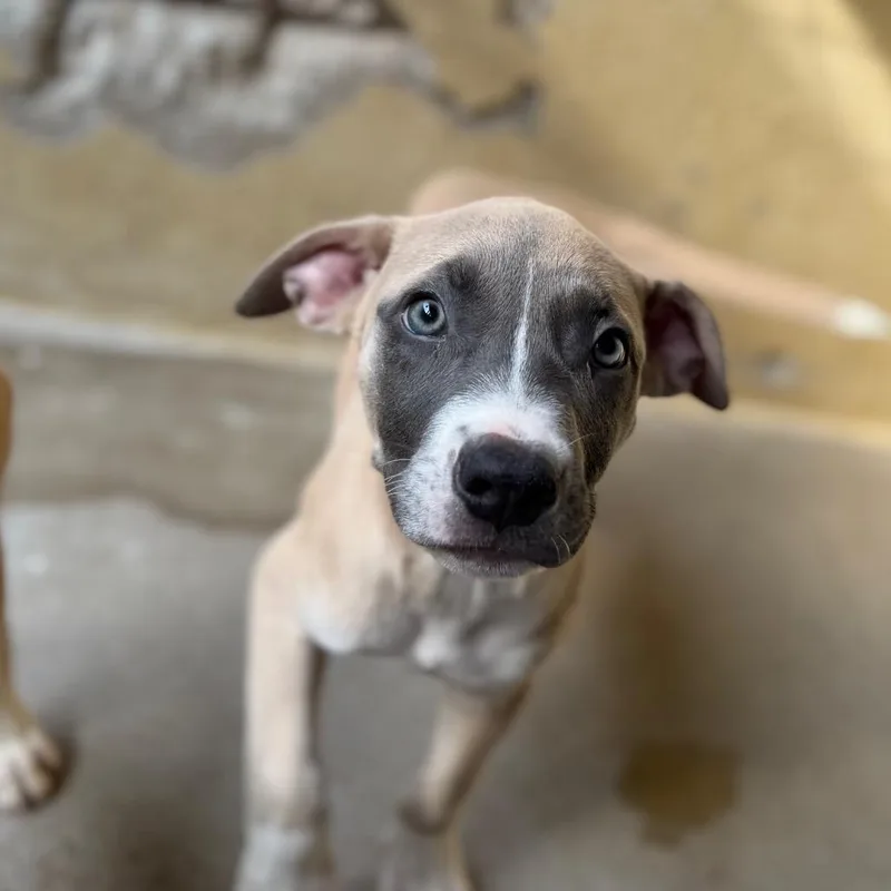 A baby medium-sized male Yellow / Tan / Blond / Fawn Pit Bull Terrier dog named Apollo for adoption in Tulsa, OK