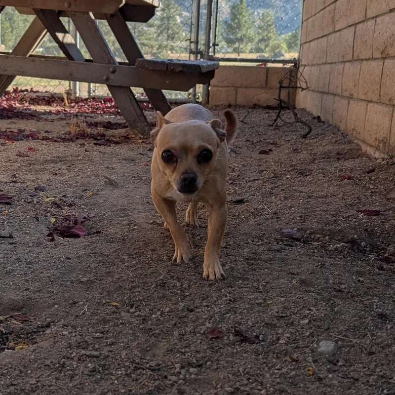 A senior small-sized female Golden Chihuahua dog named Fern for adoption in Mountain Center, CA