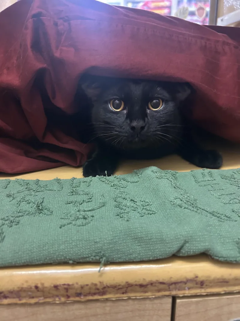 A baby small-sized male Domestic Short Hair cat named Theo for adoption in Herculaneum, MO