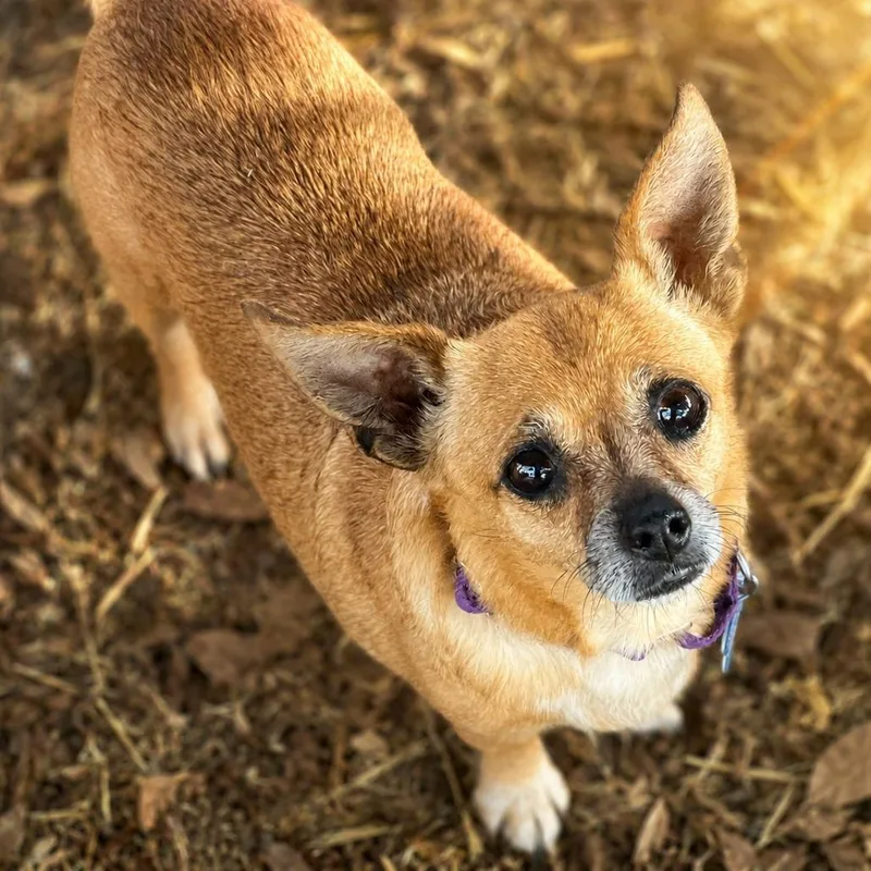 A senior small-sized female Brown / Chocolate Chihuahua dog named Mrs. Potato Head for adoption in Boerne, TX