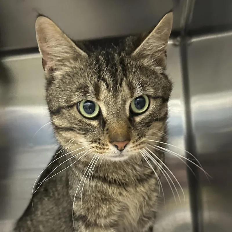 An adult small-sized male Domestic Short Hair cat named Carlton for adoption in Corbin, KY