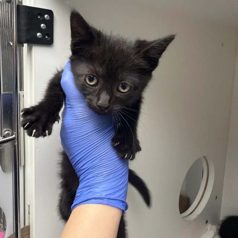 A baby small-sized female Black Domestic Short Hair cat named Trudy for adoption in Philadelphia, PA