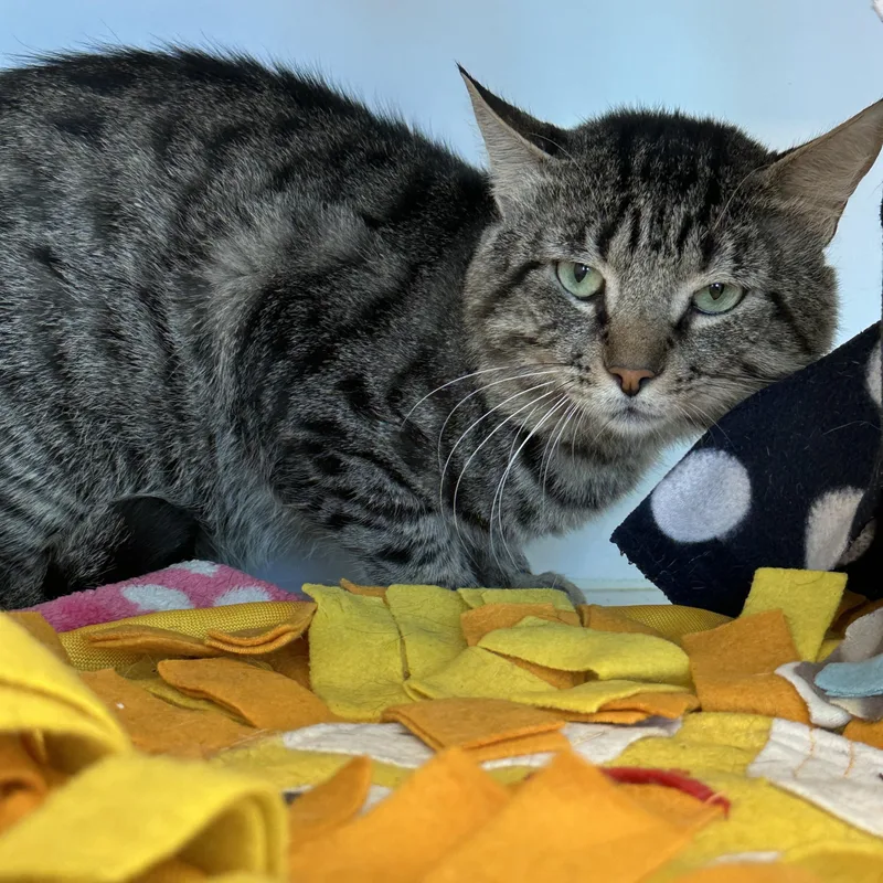 An adult large-sized male Domestic Short Hair cat named Catpurrnicus for adoption in Manassas, VA