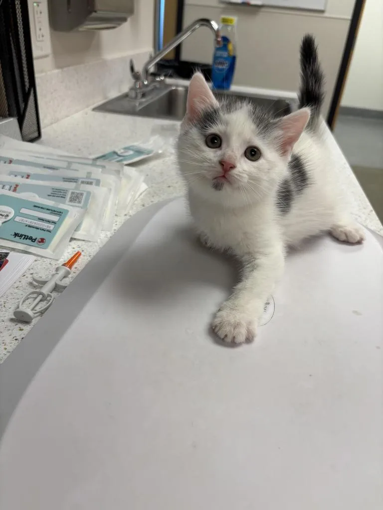 A baby small-sized male Domestic Short Hair cat named Bowen for adoption in Greenfield, IN