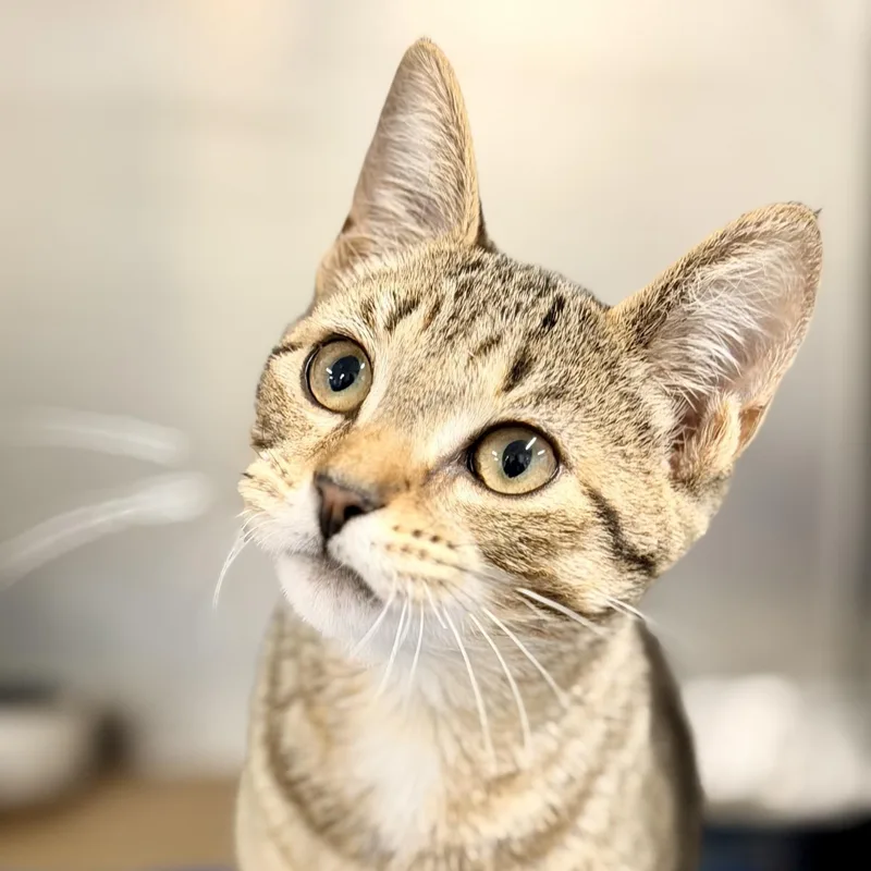 A baby medium-sized female Tabby (Brown / Chocolate) Domestic Short Hair cat named Sharma for adoption in Jackson, NJ