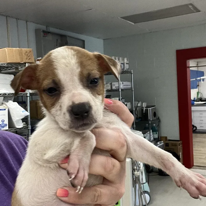 A baby small-sized female Rat Terrier dog named Porsche for adoption in East Saint Louis, IL
