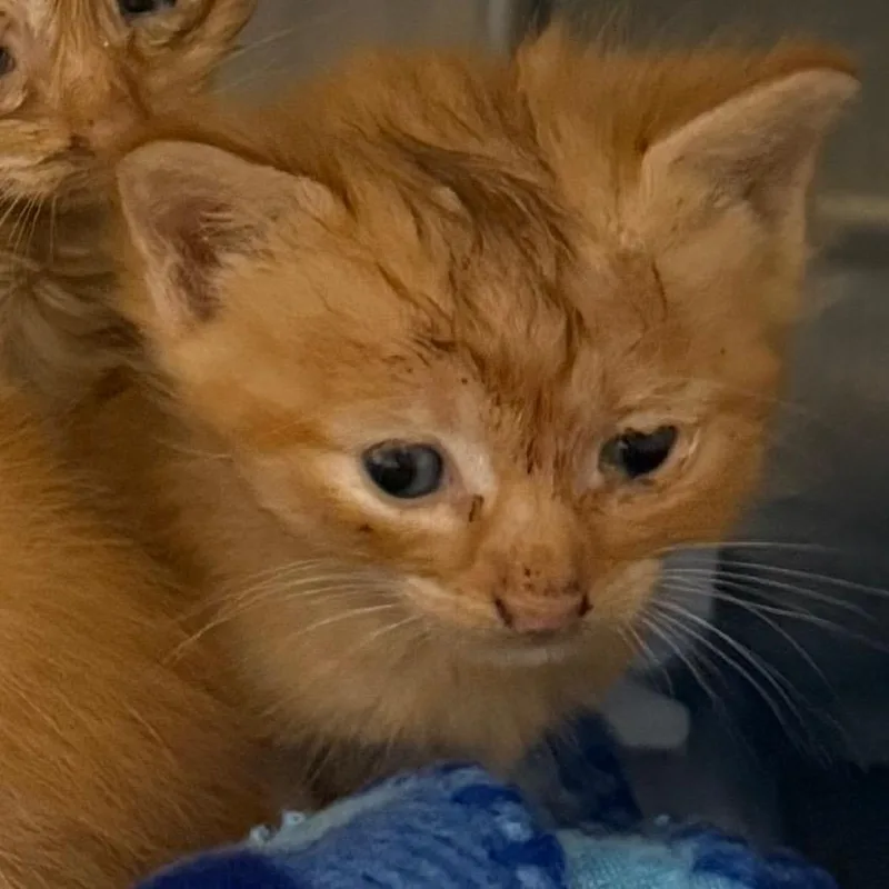 A baby small-sized male Orange / Red Domestic Short Hair cat named Papaya for adoption in Winston-Salem, NC